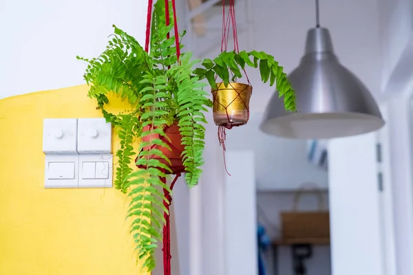 Helechos Macramé Colgando Marihuana Plantas Purificadoras Aire Para Hogar Planta —  Fotos de Stock