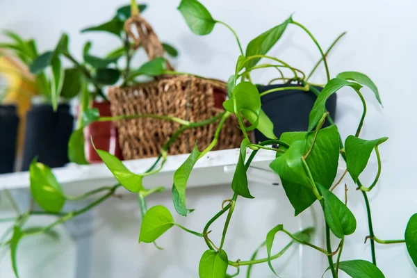 Minimalistický Obývací Pokoj Pestrobarevnými Výmolky Scindapsus Aureum Čisté Nádobě Domácí — Stock fotografie