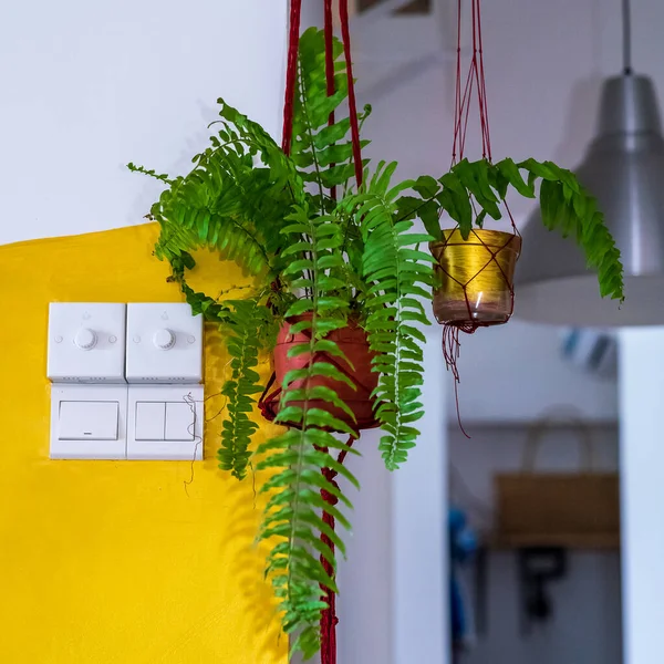 Helechos Macramé Colgando Marihuana Plantas Purificadoras Aire Para Hogar Planta —  Fotos de Stock