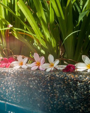 Yüzme havuzu yakınlarında çiçek açan bir grup Frangipani çiçeği.