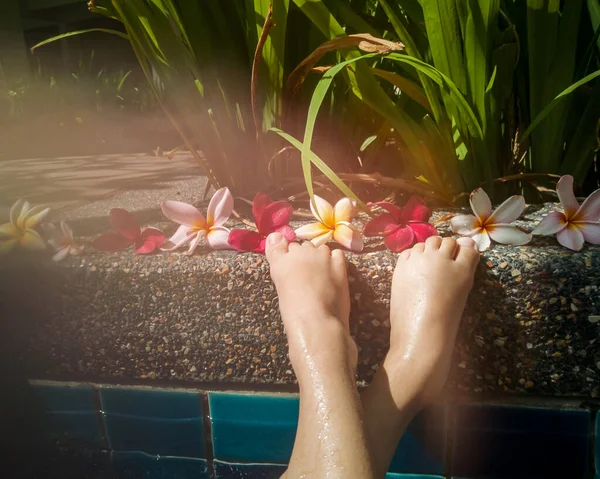 Group Frangipani Flowers Blooming Swimming Pool — Stock Photo, Image