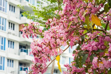 Pembe tekoma çiçeği ağacı ya da Tabebuia pembesi ya da çevrede açan pembe trompet ağacı..