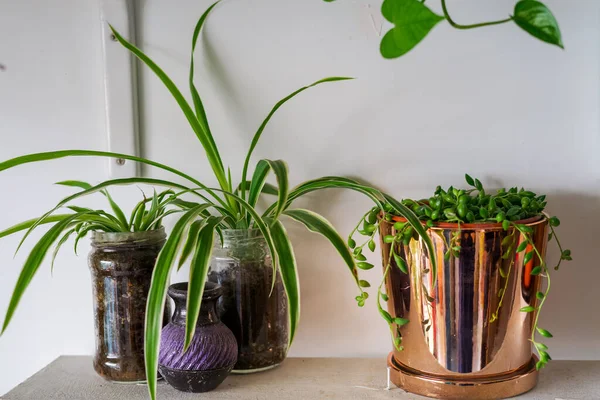 string of pearls in the pot  and spider plants on the plant shelves, indoor plants, modern minimalist home.