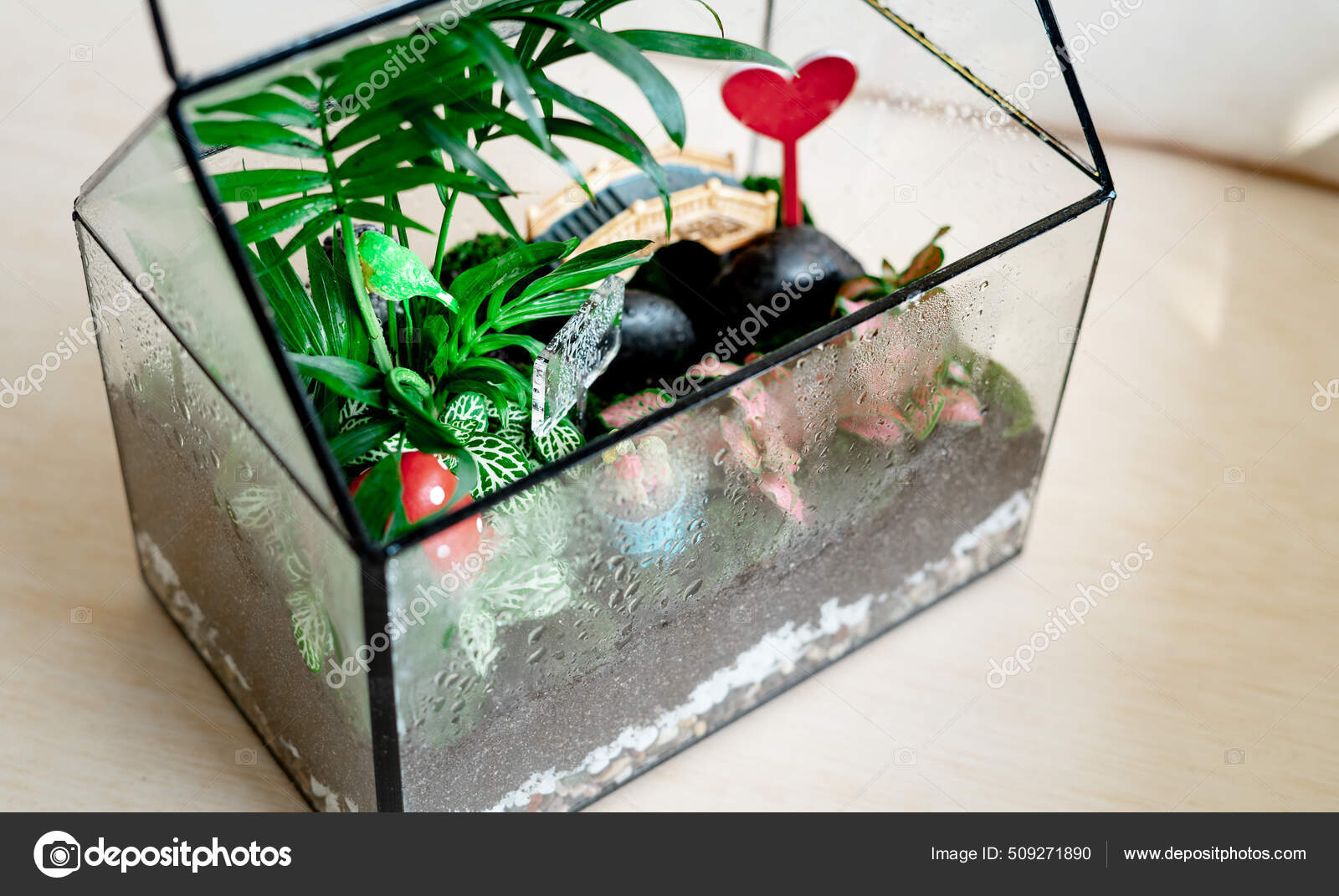 Moisture Condenses Terrarium Container Ecosystem Process Photosynthesis