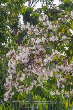 Beyaz tekoma ağacı ya da Tabebuia gülü ya da beyaz gökyüzüne karşı açan beyaz trompet ağacı..