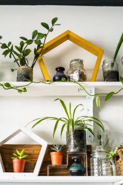 Beyaz raflardaki yeşil bitkiler odadaki beyaz duvarda. Raflar dikin, bitkiler yerleştirin..