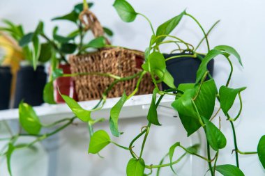 Minimalist oturma odası çeşitli pothos, Scindapsus Aureum temiz bir tencerede, ev dekorasyonu, sallanan bitki Epipremnum aureum