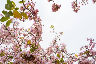 Pembe tekoma çiçeği ağacı ya da Tabebuia pembesi ya da pembe trompet ağacı beyaz gökyüzüne karşı çiçek açıyor..