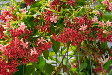 Küçük kırmızı çiçek demetleriyle çiçekli bir bitkinin kapağını kapatın.