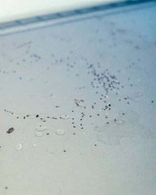 Karıncalarla dolu zehirli bir karınca tuzağı. Ölü ya da diri. Yaşlı odunların üzerinde oturuyorlar.