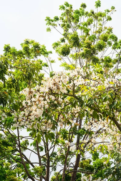 Tecoma Blanc Arbre Fleurs Tabebuia Rosea Trompette Blanche Fleurs Fleurissant — Photo