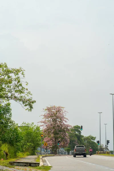 Bangi Μαλαισία Μαρτίου 2021 Ανθοφορία Ροζ Τέκνου Αγριοτριανταφυλλιά Tabebuia Rosea — Φωτογραφία Αρχείου