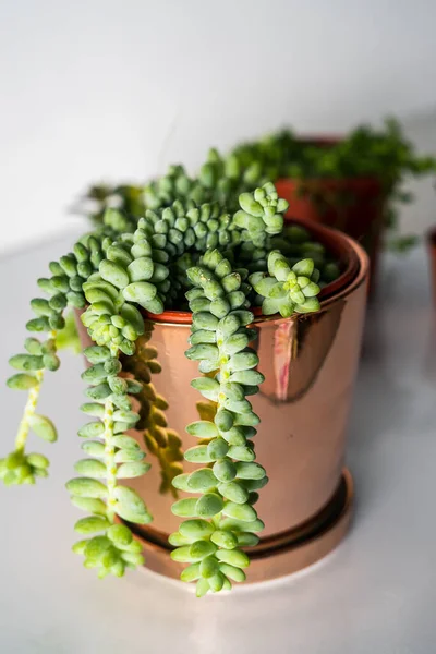 Succulents Different Pots White Background Scandinavian Hipster Home Decoration — Stock Photo, Image