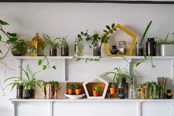 部屋の白い壁に白い棚の上の緑の植物 植物棚 屋内植物 — ストック写真