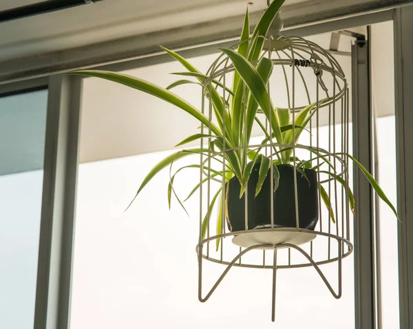 Klorophytum komosum, beyaz tencerede asılı örümcek bitkisi, ev için hava arıtma tesisleri, kapalı ev bitkisi, sağlık sigortası konsepti