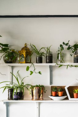 Beyaz raflardaki yeşil bitkiler odadaki beyaz duvarda. Raflar dikin, bitkiler yerleştirin..