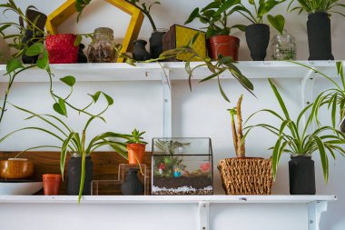 Cam bahçe teraryum ormanında küçük süsleme bitkileri. Modern iç mekanlarda kendi ekosistemi olan bir parça ormanı olan teraryum bir ev. Teraryum Minyatür Botanik Büyümesi