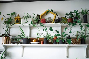 Duvarda bitkilerle dolu bir raf. İskandinav iç tasarımı