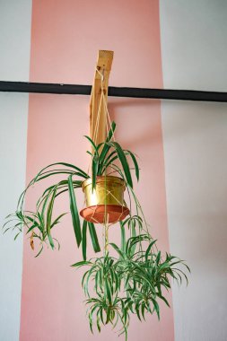 Beautiful Spider Plant hanging from a wooden bracket on the wall. clipart