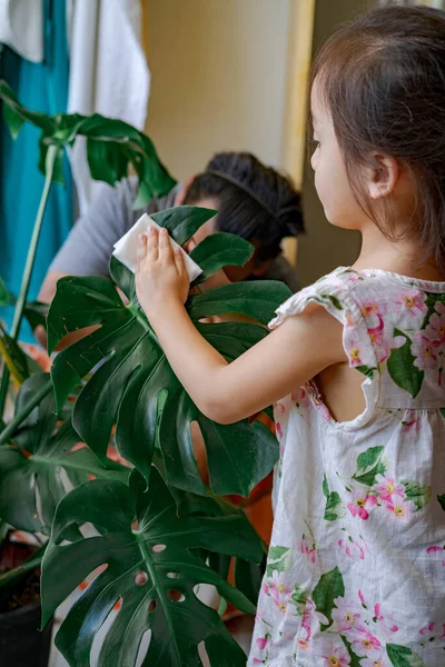 一个小女孩在自家的叶子上涂了油 用棉布照料着植物Monstera 家庭园艺 — 图库照片