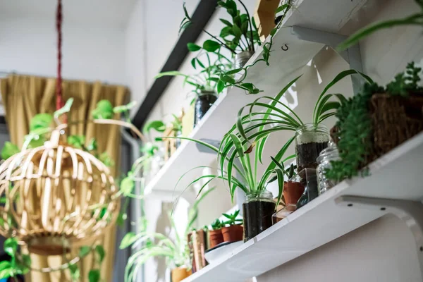 棚の上の様々な緑の屋内植物の低角度ビュー — ストック写真