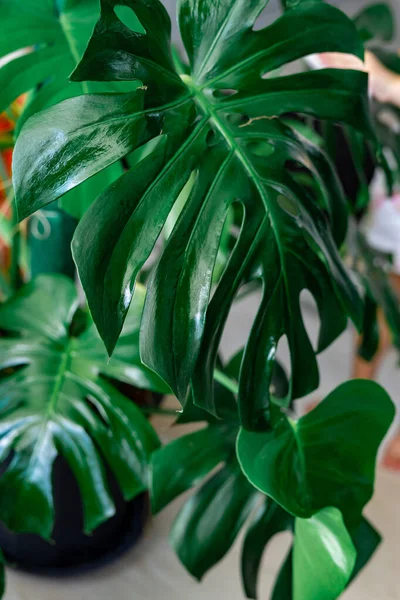 Moisturized Monstera Daun Hijau Atau Monstera Deliciosa Tekstur Monstera Philodendron — Stok Foto