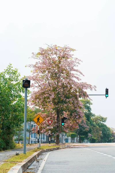 Ροζ Δέντρο Λουλούδι Tecoma Tabebuia Rosea Ροζ Τρομπέτα Στην Άκρη — Φωτογραφία Αρχείου