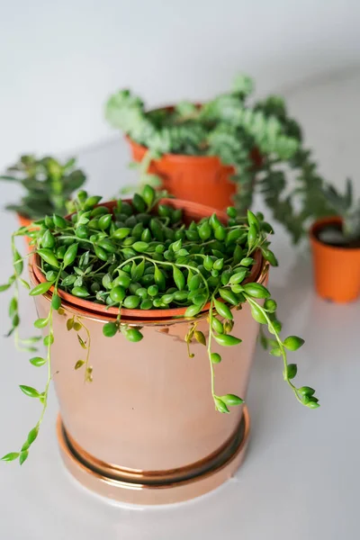 string of pearls in the pot, indoor plants, modern minimalist home.