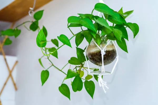 Minimalist oturma odası çeşitli pothos, Scindapsus Aureum temiz bir tencerede, ev dekorasyonu, sallanan bitki Epipremnum aureum