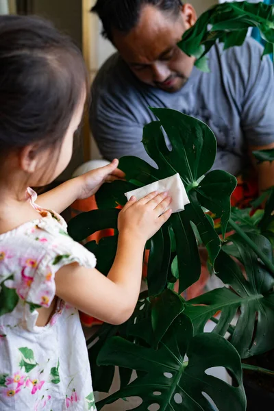 家の植物の葉を油で潤す少女は 綿のシートを使用して植物のモンステラの世話をします 家庭菜園 — ストック写真