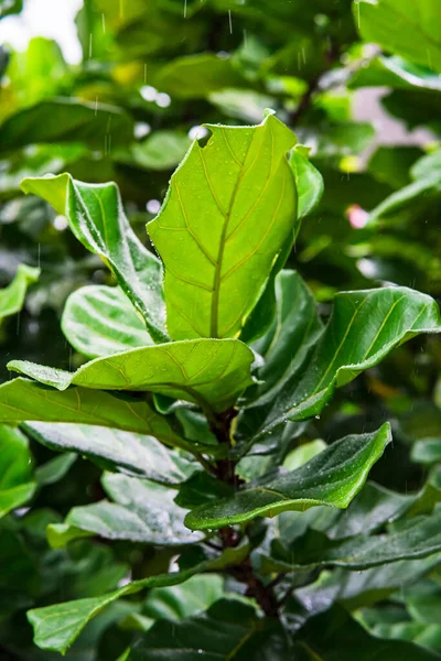 Ficus Lyrata Commonly Known Fiddle Leaf Fig Grows Lowland Tropical — Stock Photo, Image