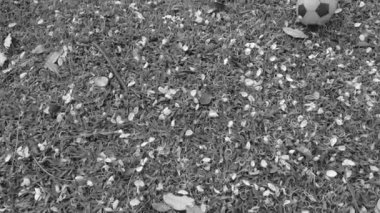 Yapraklar, yapraklar, dallar ve futbol topuyla kaplı siyah ve beyaz otlar. 4k ağır çekim.