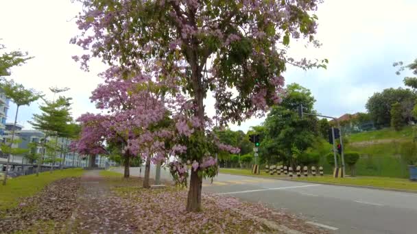 Банги Малайзия Март 2021 Розовый Цветок Падает Землю Обочине Дороги — стоковое видео