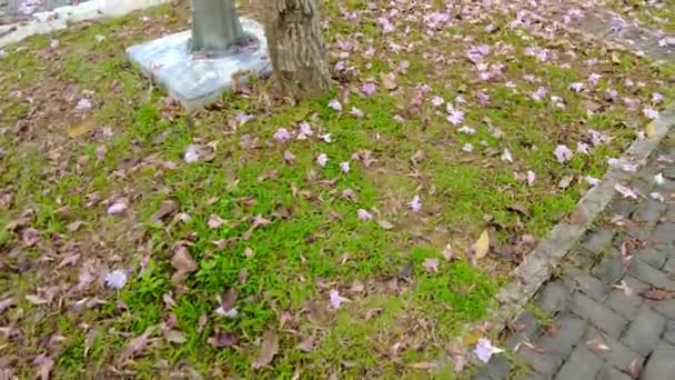 Πέφτοντας Ροζ Λουλούδι Στο Πάτωμα Μια Μέρα Θυελλώδη Φωτογραφία Μπορεί — Αρχείο Βίντεο
