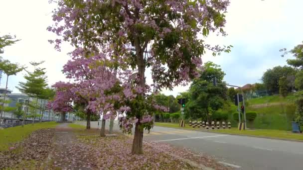 Bangi Malajzia 2021 Március Rózsaszín Virág Esik Földre Mellett Étel — Stock videók