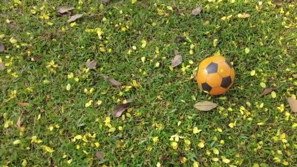 Children Soccer Ball Grass Covered Yellow Petals Leaves Branches — Stock Video