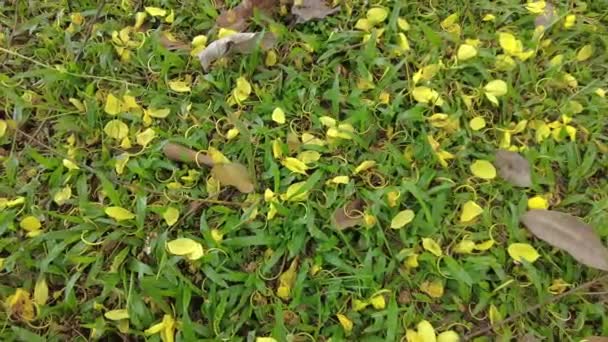 黄色的花瓣 叶子和枝条纷纷落下 覆盖在草地上 — 图库视频影像