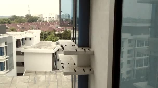 Point View Window Looking Birds Modern Apartment — Stockvideo