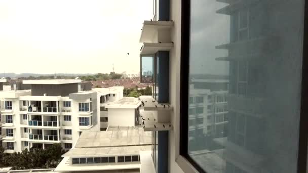 Punto Vista Dalla Finestra Guardando Gli Uccelli Appartamento Moderno — Video Stock