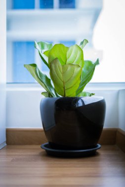 Kemancı Yaprağı İncir ya da Ficus Lyrata saksı bitkisi. Büyük, yeşil, parlak yapraklı. Siyah bir tencereye yerleştirilmiş..