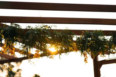 Çizgili orkide çiçekleri. Güzel orkide çiçekleri baş aşağı asılı..