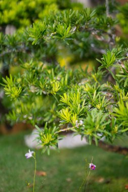 Royal Floria, Putrajaya 'daki Bonzai Ağaçları.