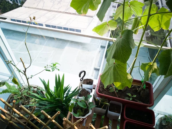 Malezya 'daki apartmanın üst katındaki balkon bahçesi..