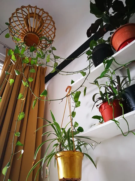 Groene Planten Witte Planken Witte Muur Kamer Plantenkast Indoor Planten — Stockfoto