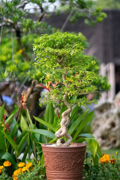 Bomen Van Bonzai Royal Floria Putrajaya — Stockfoto