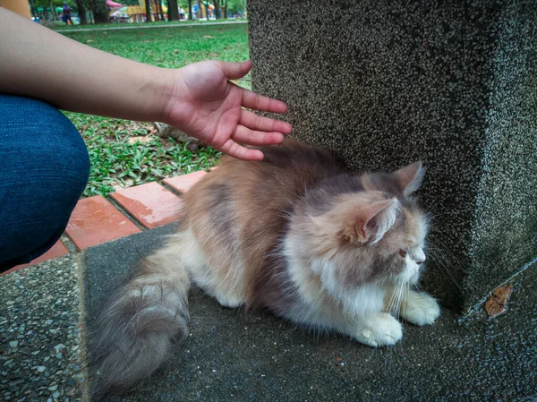 Gato Persia Parque — Foto de Stock