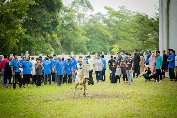 マレーシア セランゴール2019年8月11日 犠牲祭 もハリ アイディラダとして知られている 犠牲祭 牛の屠殺儀式を開催することにより 毎年世界中で祝われる2つのイスラム教徒のお祝いの2番目です — ストック写真