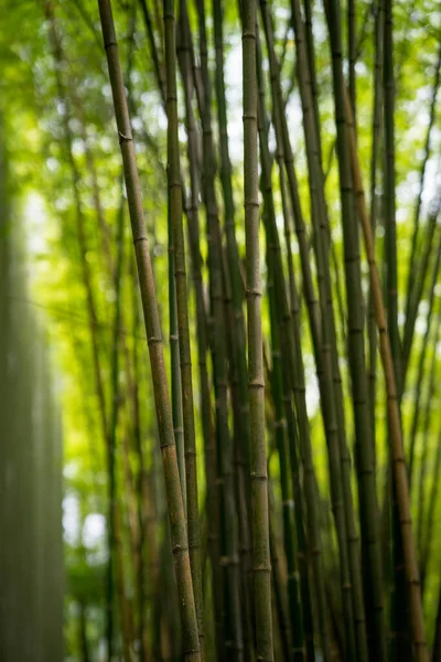 Bosque Bambú Fondo Naturaleza Verde — Foto de Stock