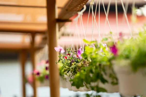 Balkona bir sepet petunya çiçeği asmak. Süs bitkisindeki petunya çiçeği.
