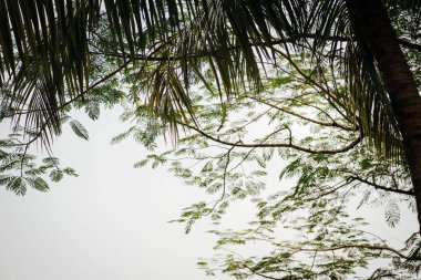 Baba ve şirin küçük Asyalı 2 - 3 yaşında küçük bir kız bebek